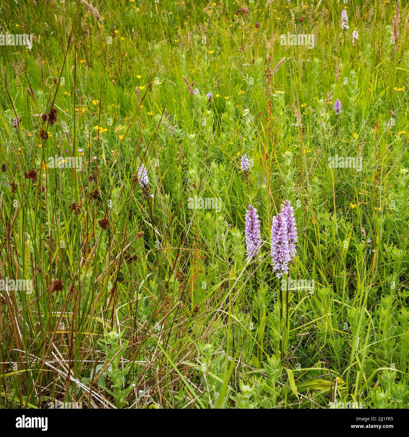 The calming influence of biodiversity in a wild meadow near to Moelfre, Anglesey, Wales UK Stock Photo