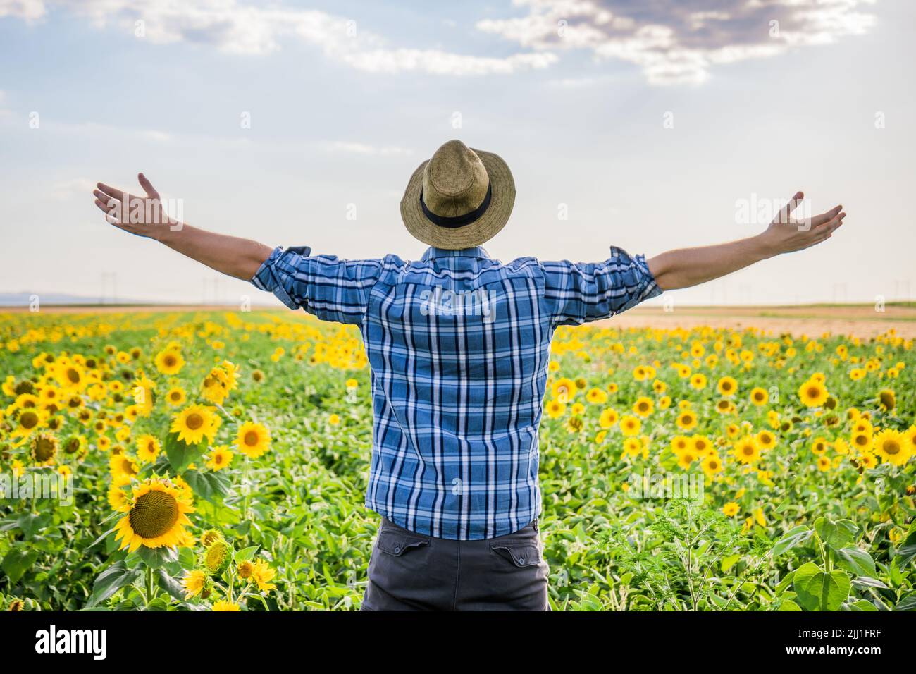 Happy farmer with arms outstretched standing in his sunflower field ...