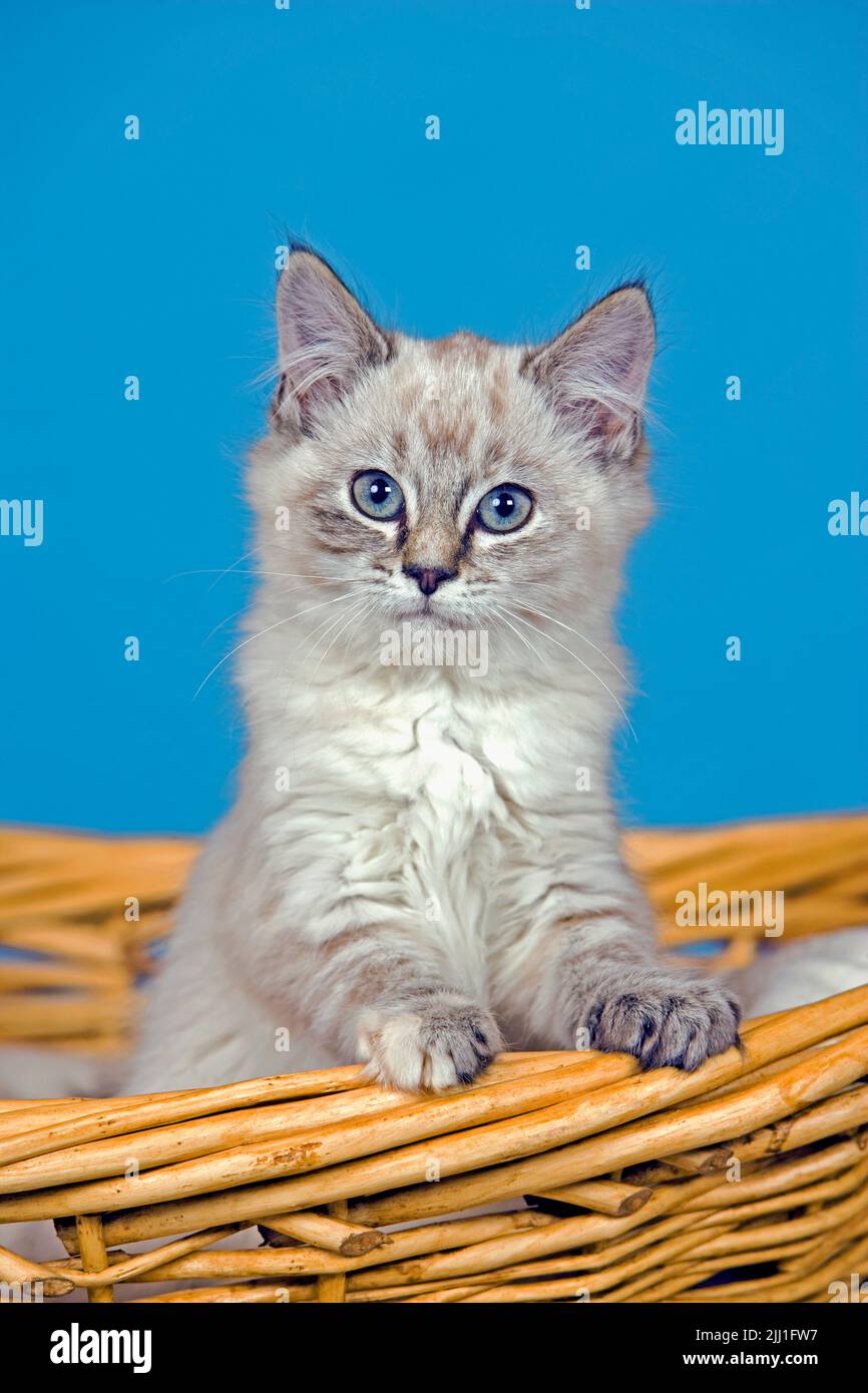 Kitten white and gray tabby few weeks old in willow basket, portrait Stock Photo