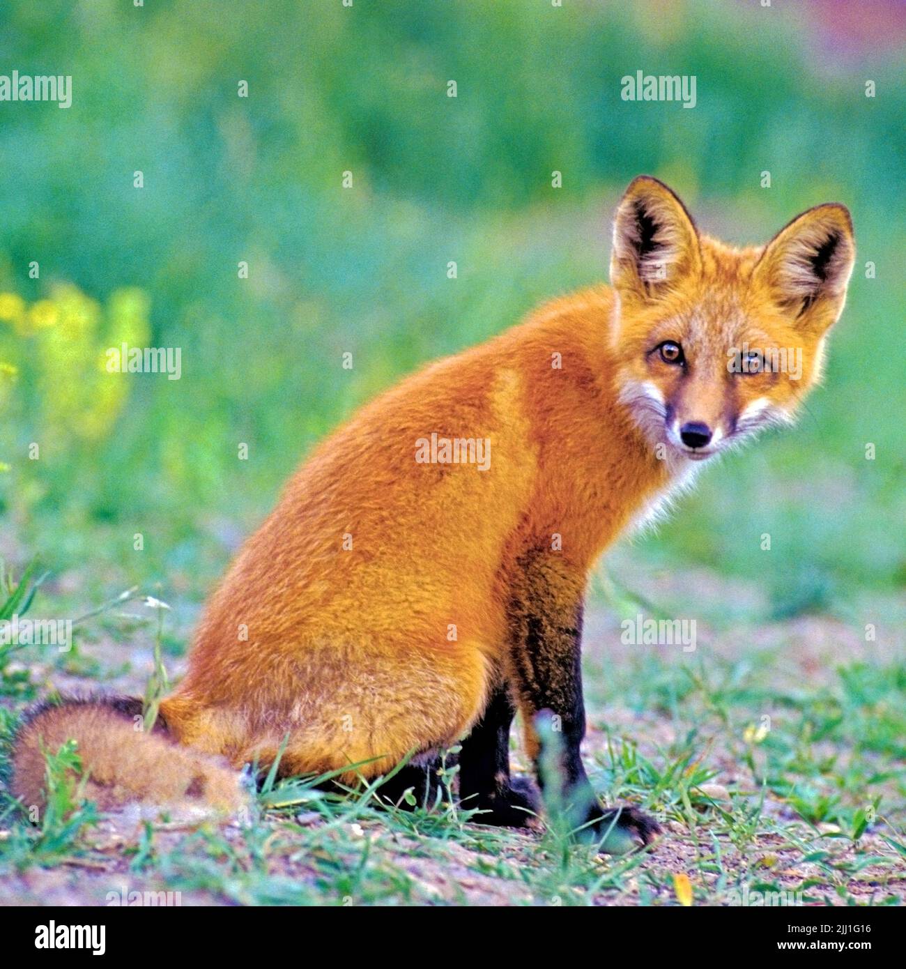 Red Fox sitting ,portrait Stock Photo