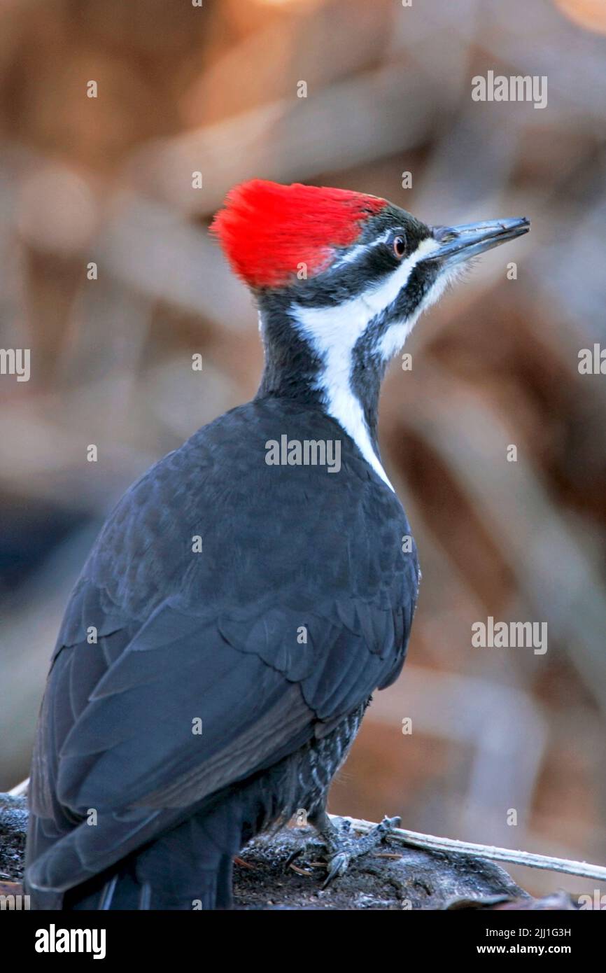 Pileated Woodpecker perched on tree trunk , searching for food Stock Photo