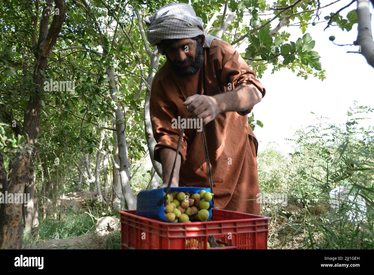 Kandahar, Afghanistan. 21st July, 2022. An Afghan farmer harvests figs in Kandahar province, Afghanistan, July 21, 2022. Credit: Sanaullah Seiam/Xinhua/Alamy Live News Stock Photo