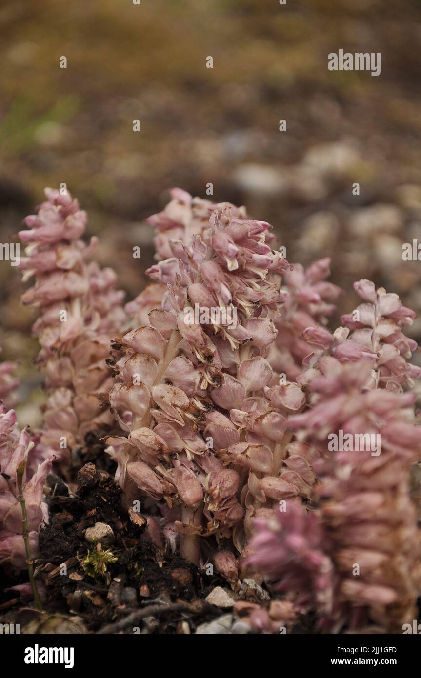A vertical shot of common toothwort flowers in a rural area in a blurred background Stock Photo