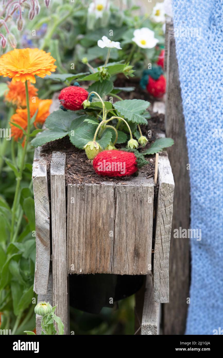 Walton Charity Community Allotment yarn bomb display at RHS Hampton Court Palace Flower show 2022. Knitted strawberry fruit amongst the allotment Stock Photo