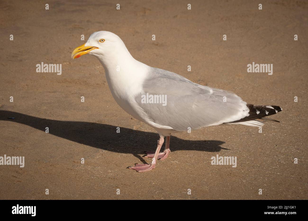 Seagull on the beach at Scarborough, UK. Stock Photo