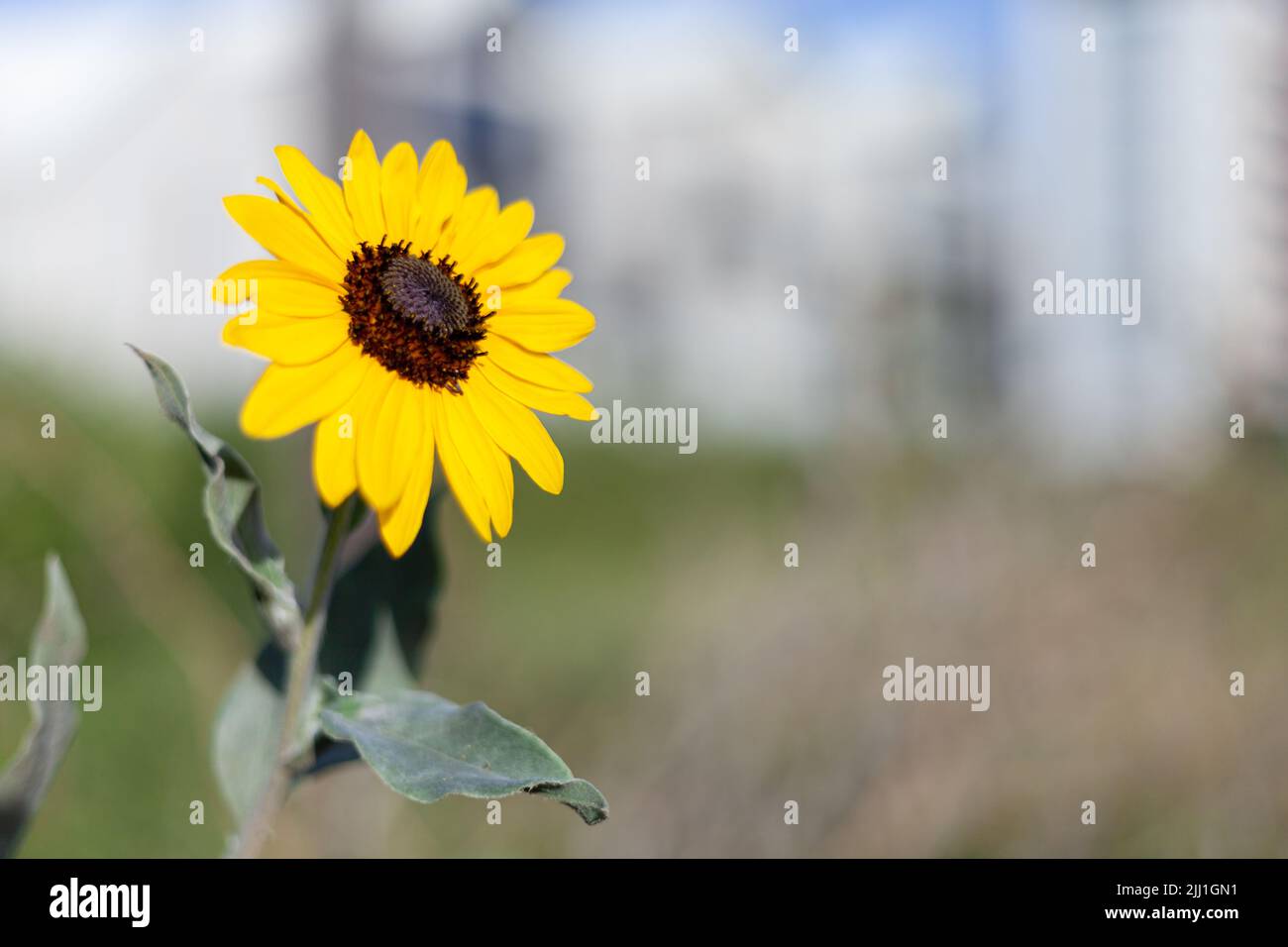 Helianthus, Sunflower. Stock Photo