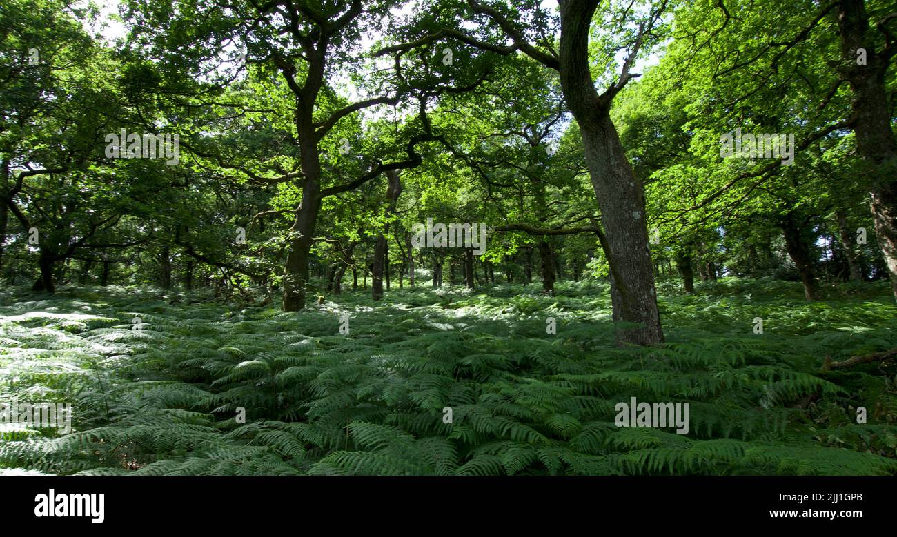 Broadleaved woodland hi-res stock photography and images - Alamy