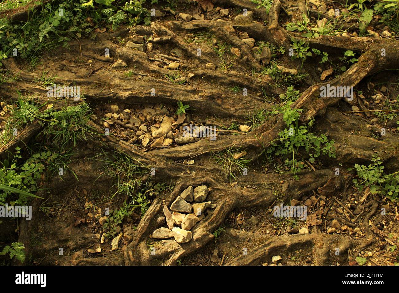 Old tree roots on the forest floor in summer with stones and small shrubs Stock Photo