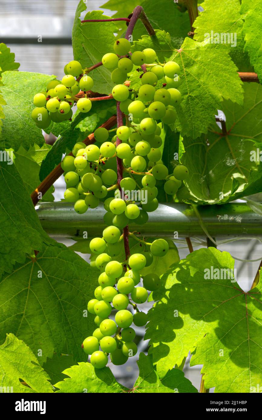 Bunches of ripe green grapes on the vine among the leaves Stock Photo ...