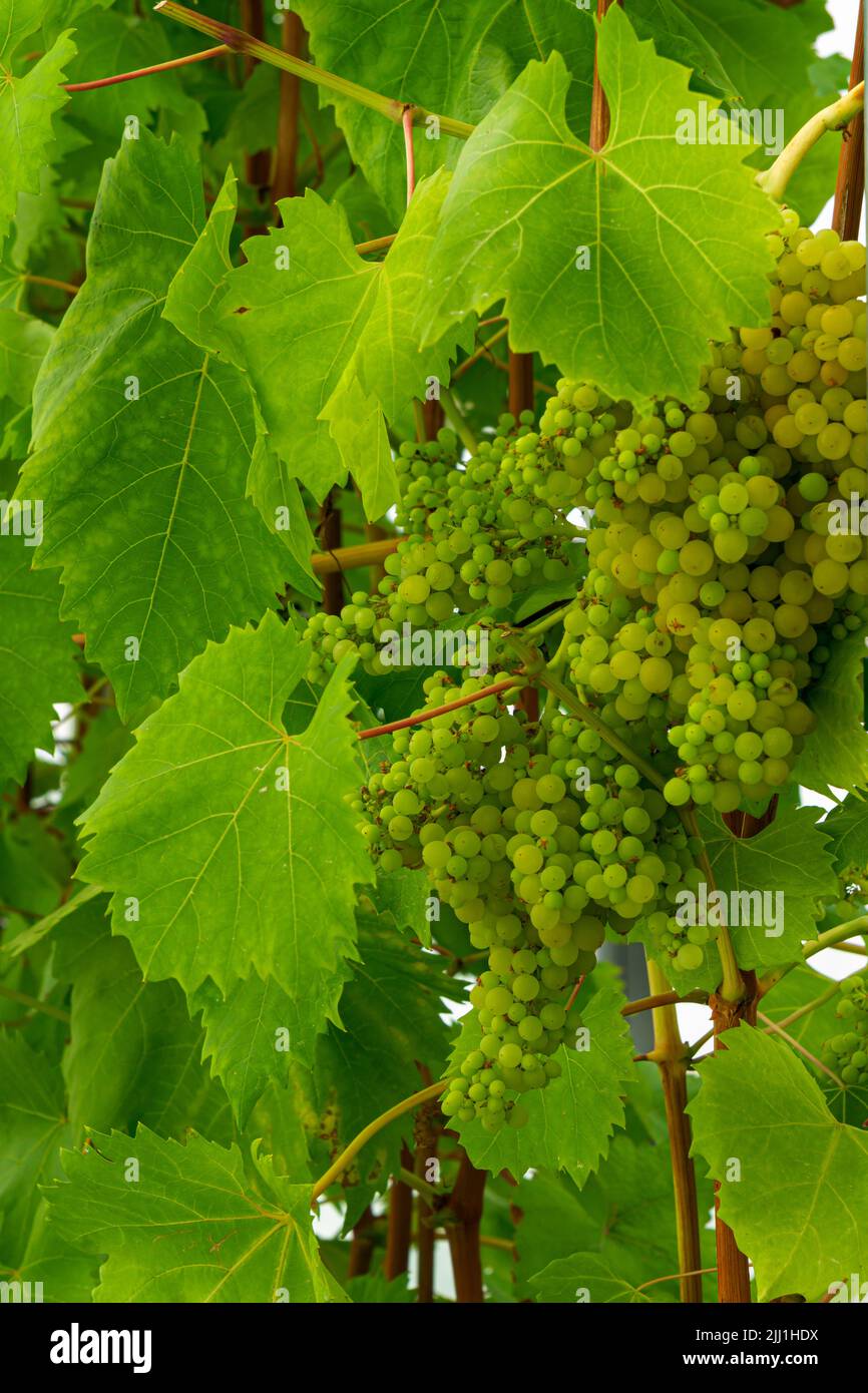 Bunches of ripe green grapes on the vine among the leaves Stock Photo ...