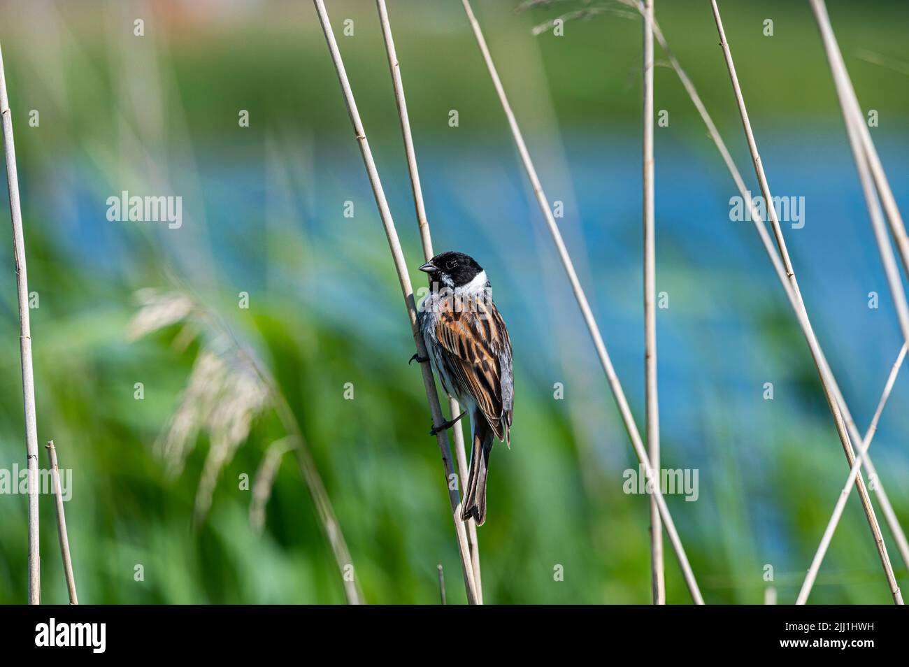 Male reed bunting cling on to a dried water reed at Longham Lakes, Dorset Stock Photo