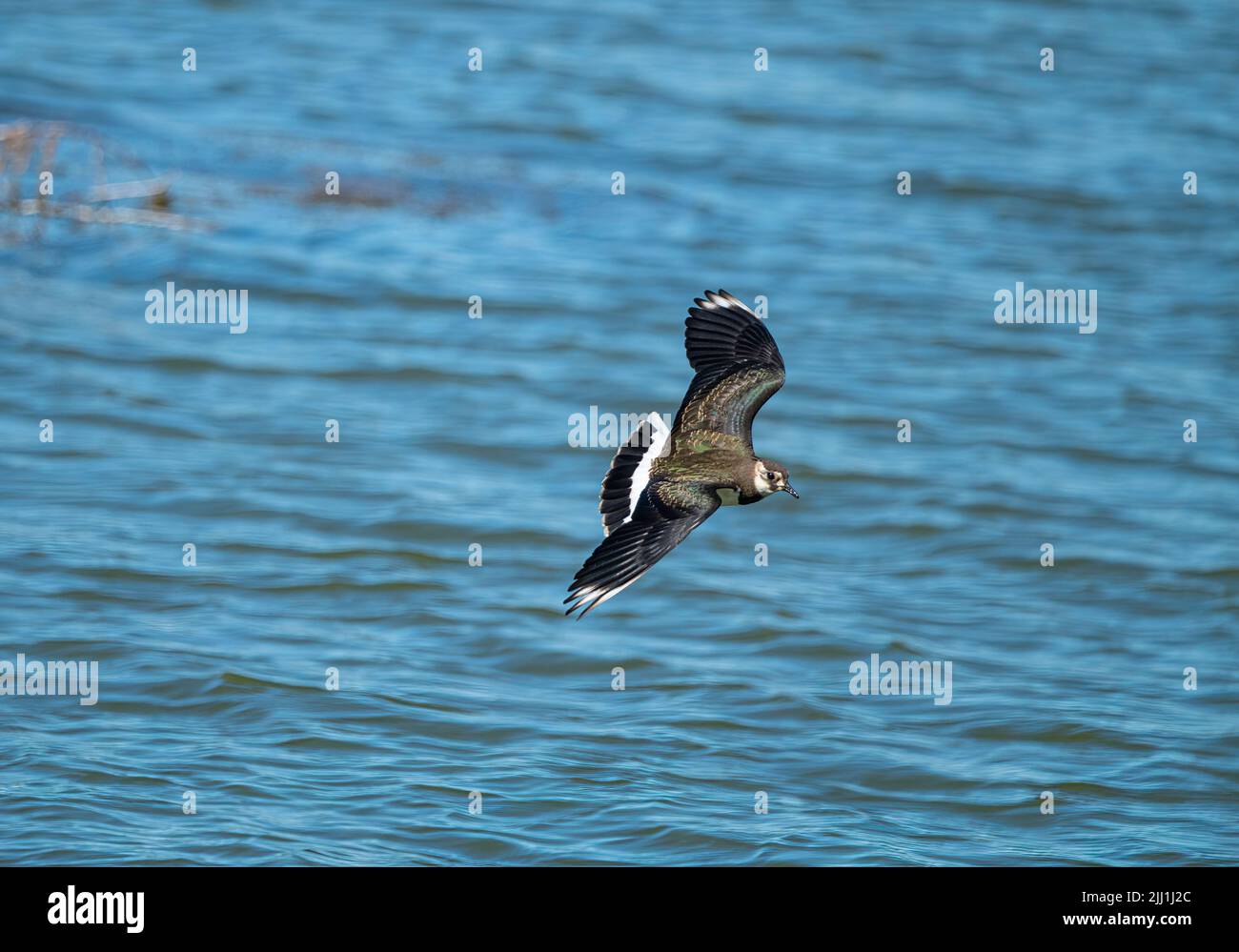 Looking Down At A Lapwing Flying At Blashford Lakes Nature Reserve