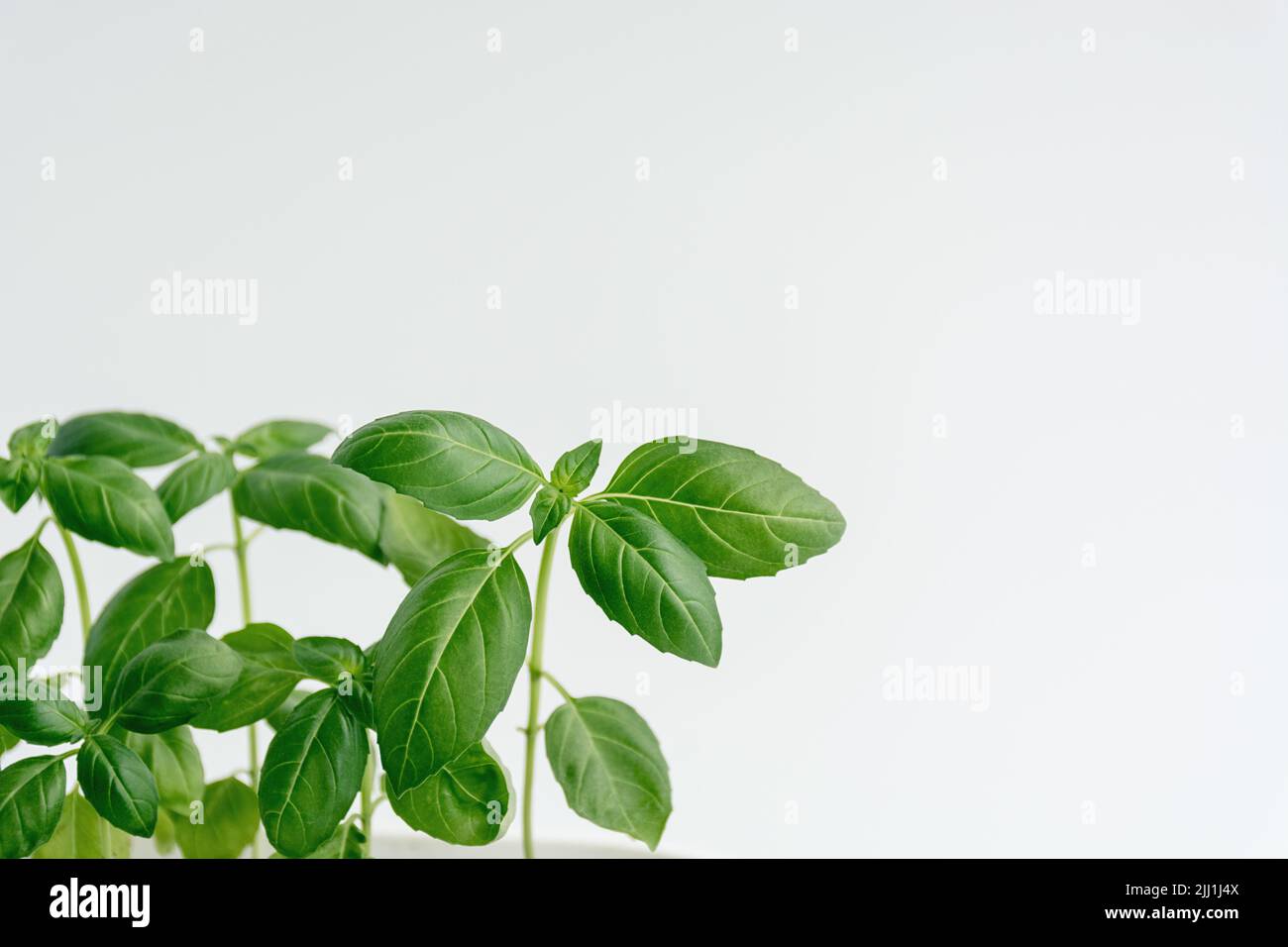 Close up fresh green organic basil leaves on white background with copy ...