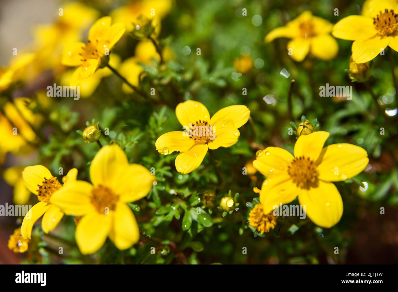 Trailing Bidens Gold Fever flowers in pot  hanging from house wall - Bidens ferulifolia is a perennial and part of the great Asteraceae family. Stock Photo