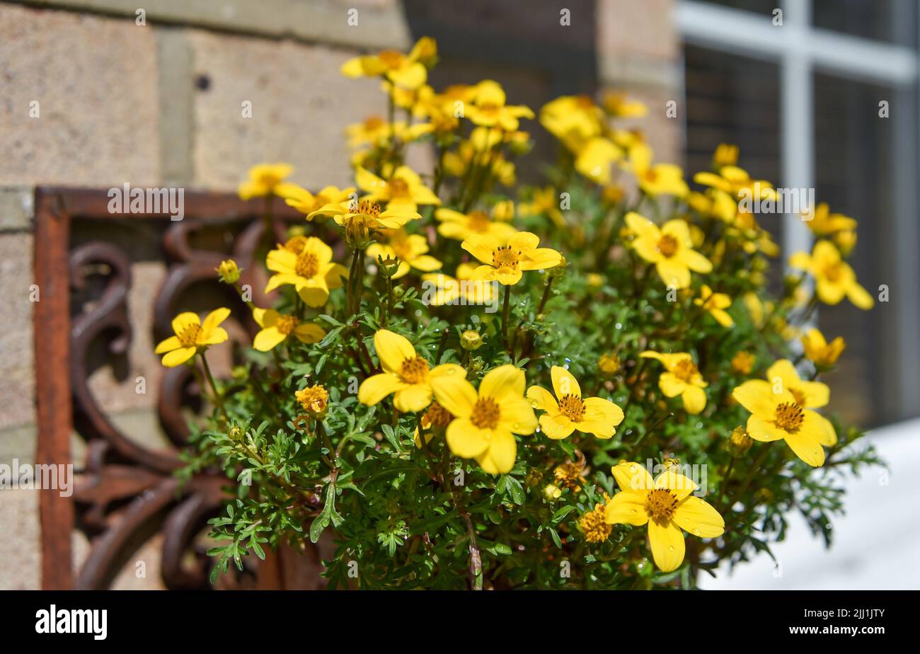 Trailing Bidens Gold Fever flowers in pot  hanging from house wall - Bidens ferulifolia is a perennial and part of the great Asteraceae family. Stock Photo