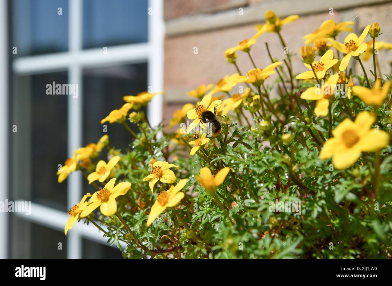 Trailing Bidens Gold Fever flowers in pot  hanging from house wall - Bidens ferulifolia is a perennial and part of the great Asteraceae family. Stock Photo