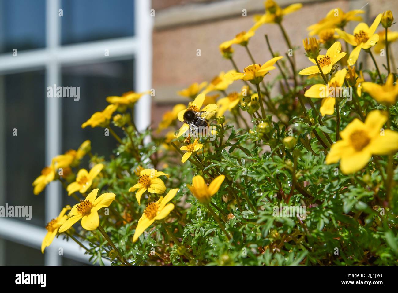 Trailing Bidens Gold Fever flowers in pot  hanging from house wall - Bidens ferulifolia is a perennial and part of the great Asteraceae family. Stock Photo