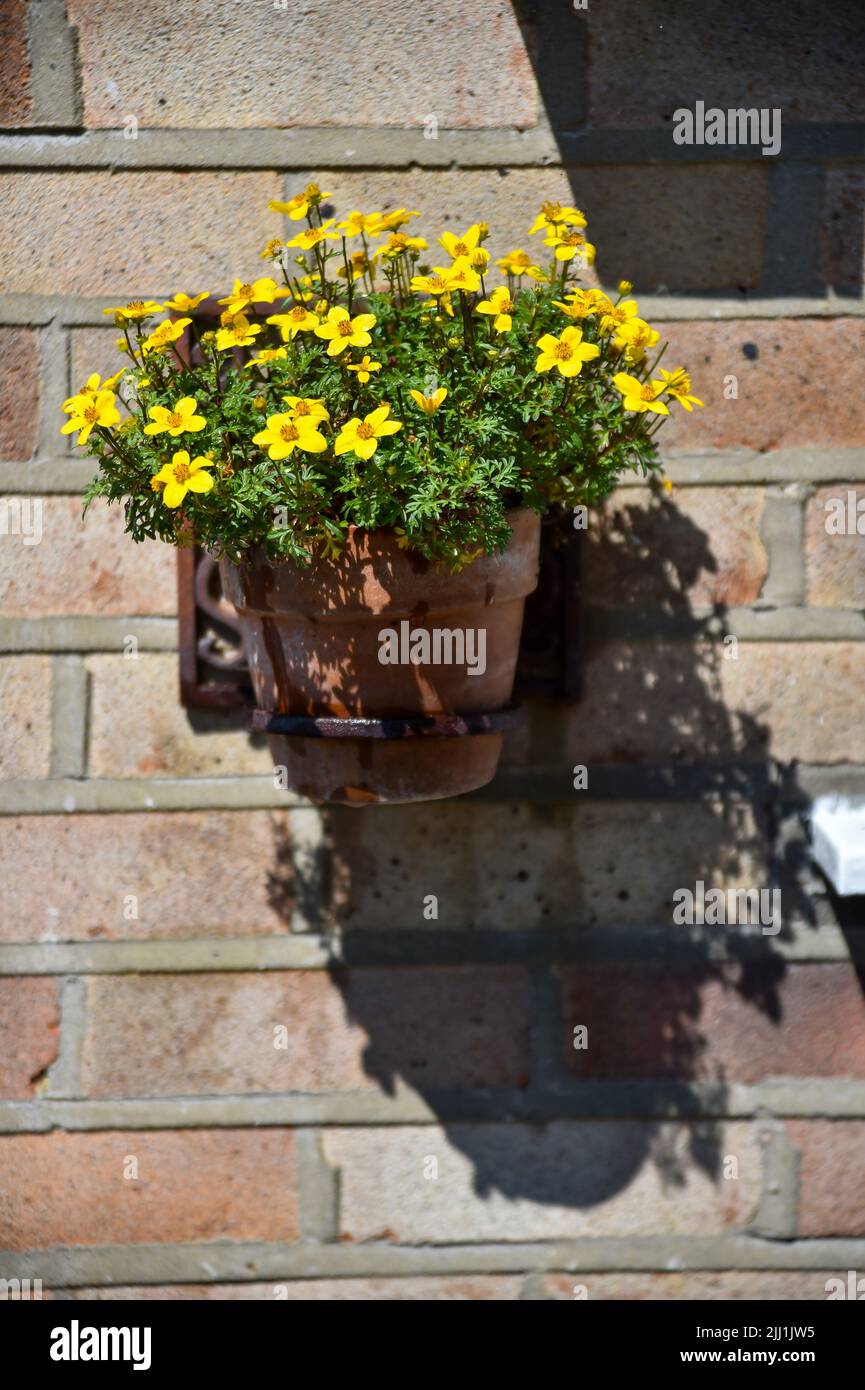 Trailing Bidens Gold Fever flowers in pot  hanging from house wall - Bidens ferulifolia is a perennial and part of the great Asteraceae family. Stock Photo