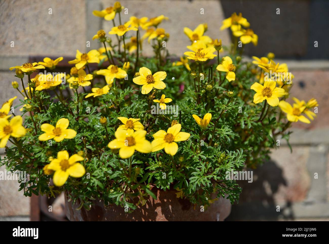 Trailing Bidens Gold Fever flowers in pot  hanging from house wall - Bidens ferulifolia is a perennial and part of the great Asteraceae family. Stock Photo