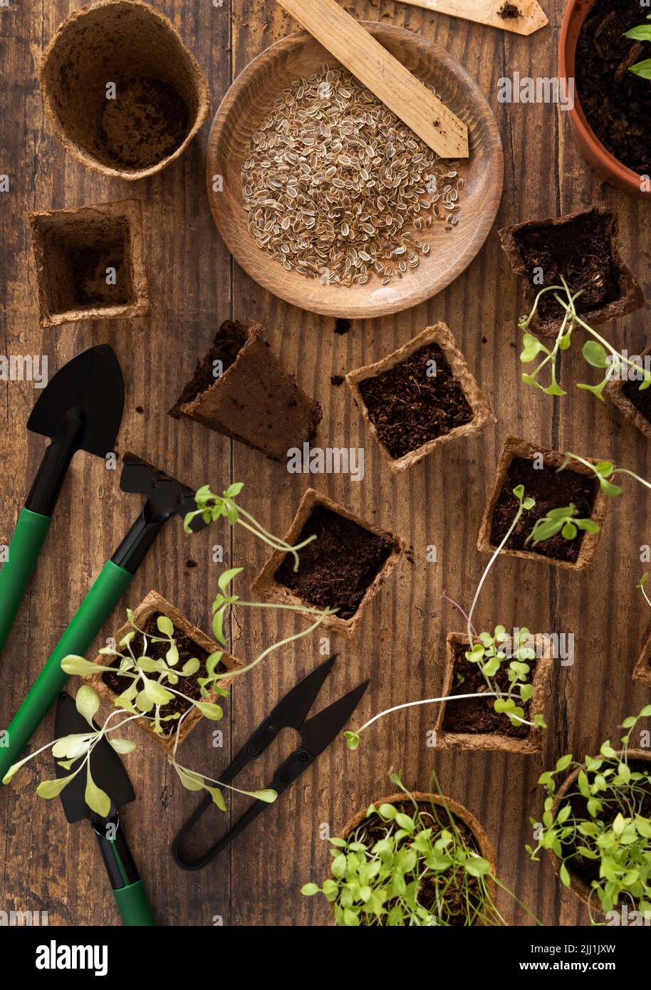 Vegetable and herbs seedlings growing in a biodegradable pots on wooden ...