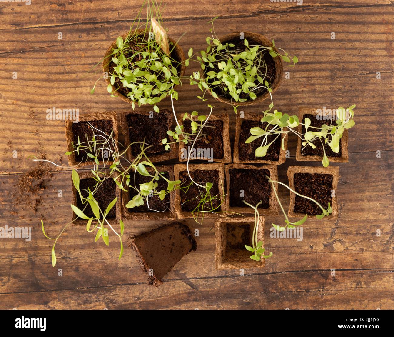 Vegetable and herbs seedlings growing in a biodegradable pots on wooden ...
