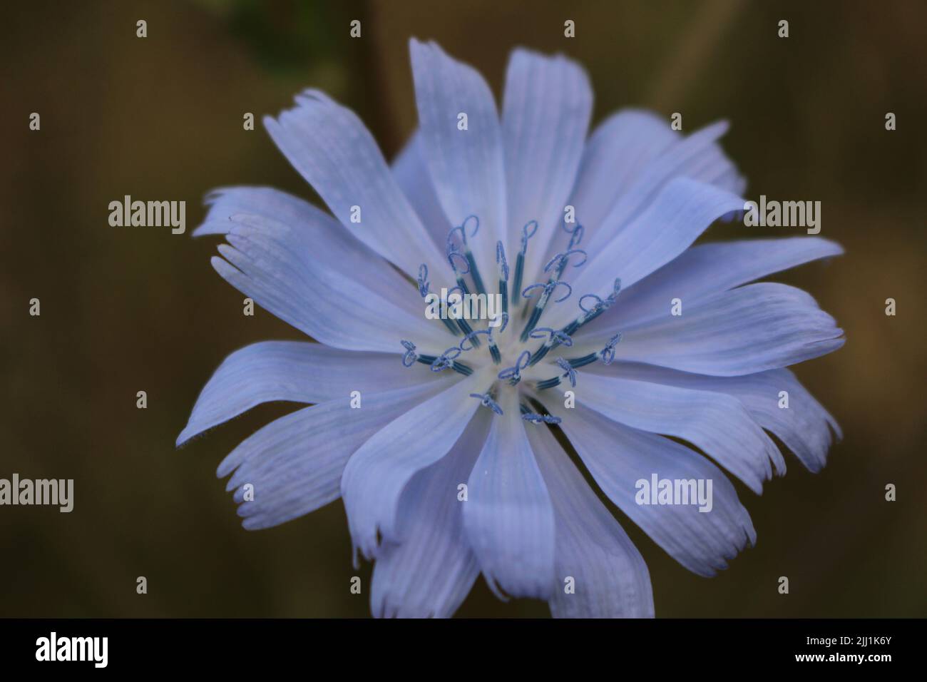 Blue lavender wild flower of Common chicory (Cichorium intybus) Stock Photo