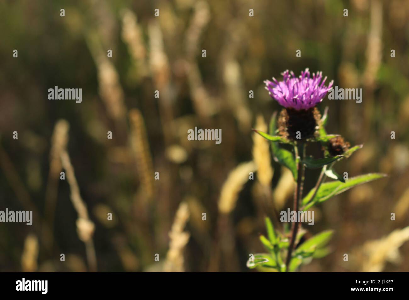 purple thistle flower in late summer with a background of golden grass Stock Photo