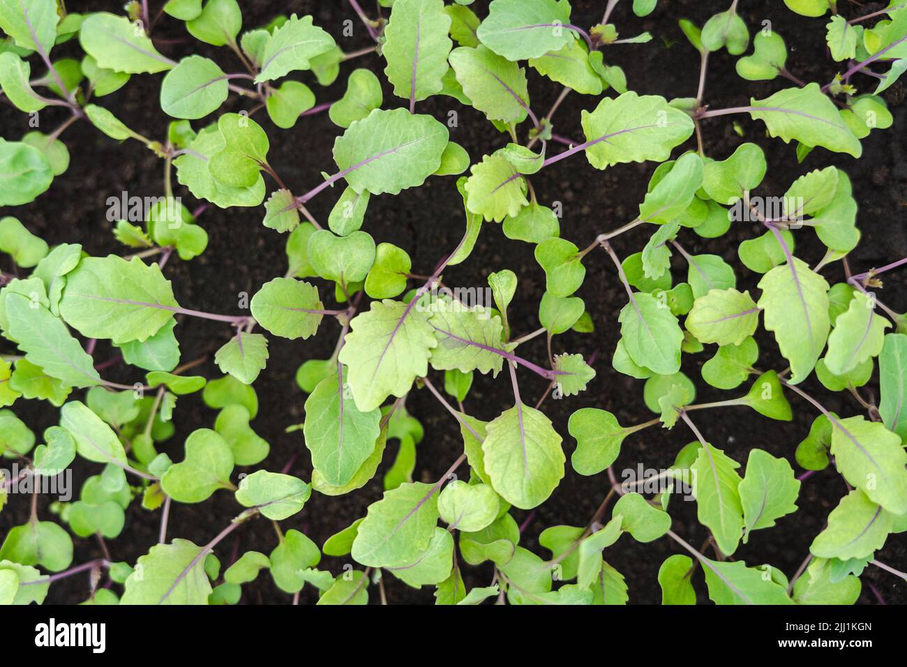 A closeup shot of Indian mint (Coleus amboinicus) growing in a garden Stock Photo