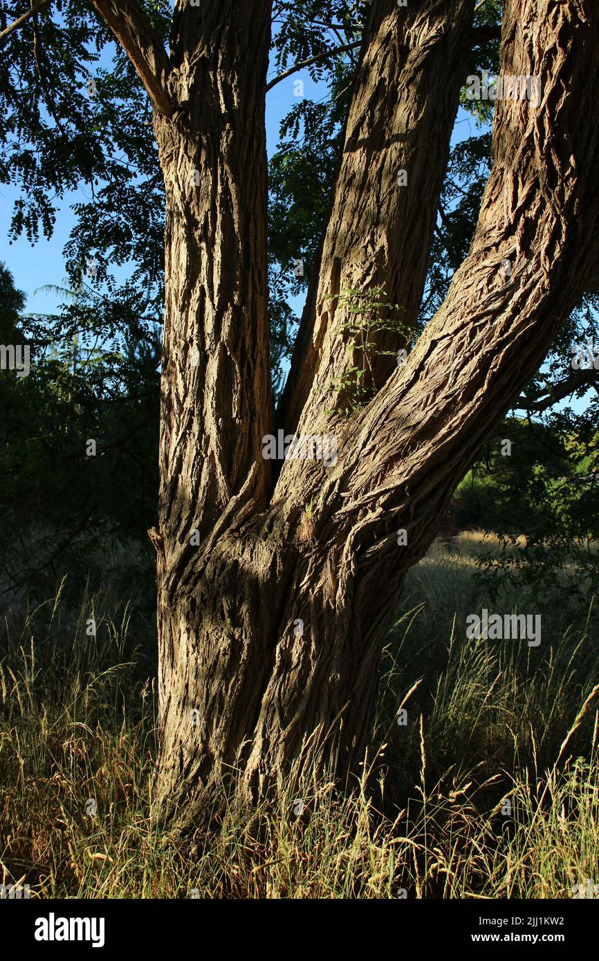 Black Locust tree (Robinia pseudoacacia) commonly referred to as False Acacia - trunk seen here splitting into three codominant stems. Stock Photo