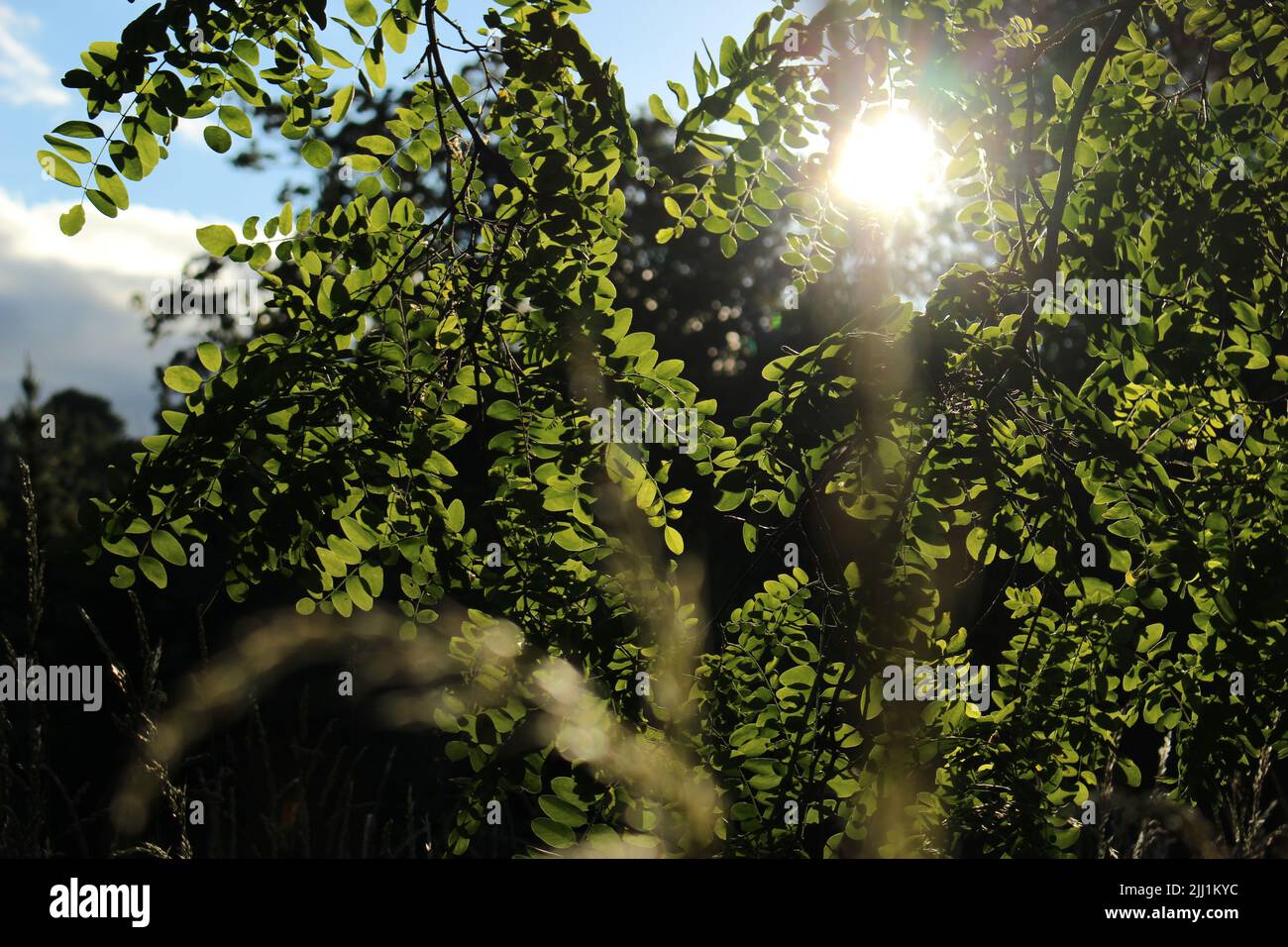 Black Locust tree (Robinia pseudoacacia) - commonly referred to as False Acacia - Green summer leaves backlit buy a late summer sun Stock Photo