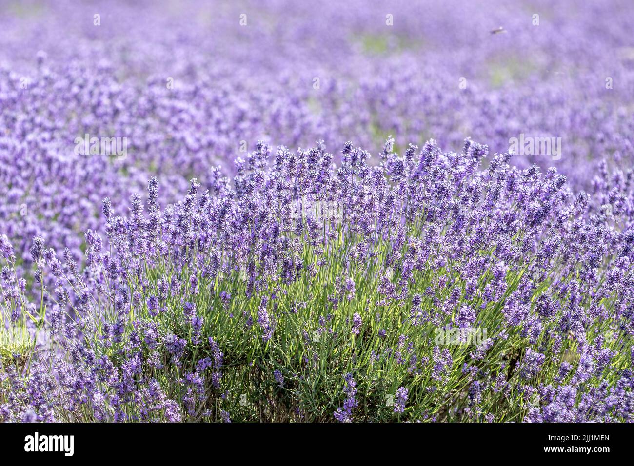 Lavender in full bloom at Cotswolds Lavender farm at Snowshill in the heart of the Worcestershire countryside. Stock Photo