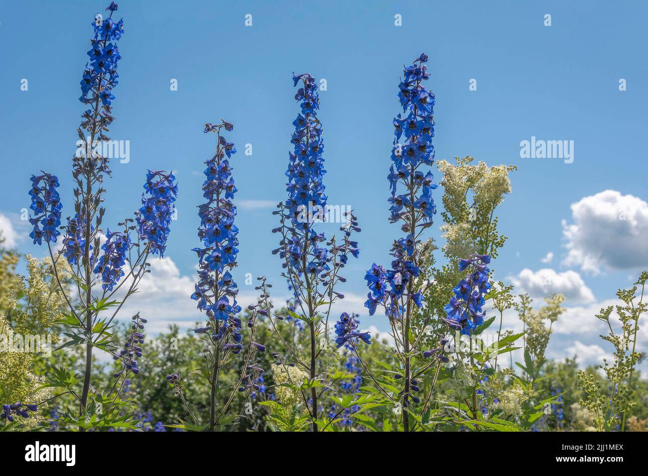 Tall western larkspur hi-res stock photography and images - Alamy