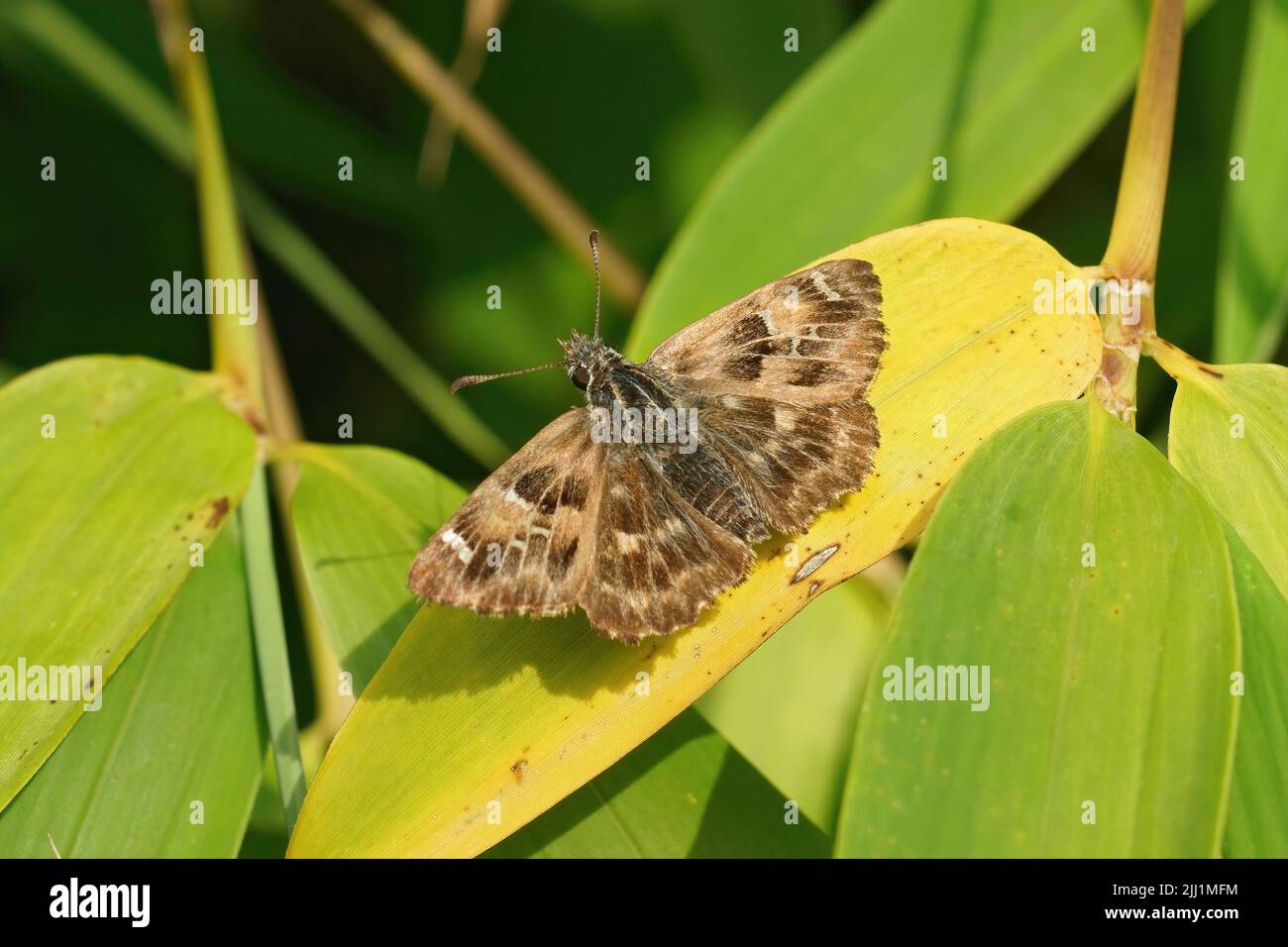 Closeup on a fresh emerged mallow skipper, Carcharodus alceae, sitting with openwings in the garden Stock Photo