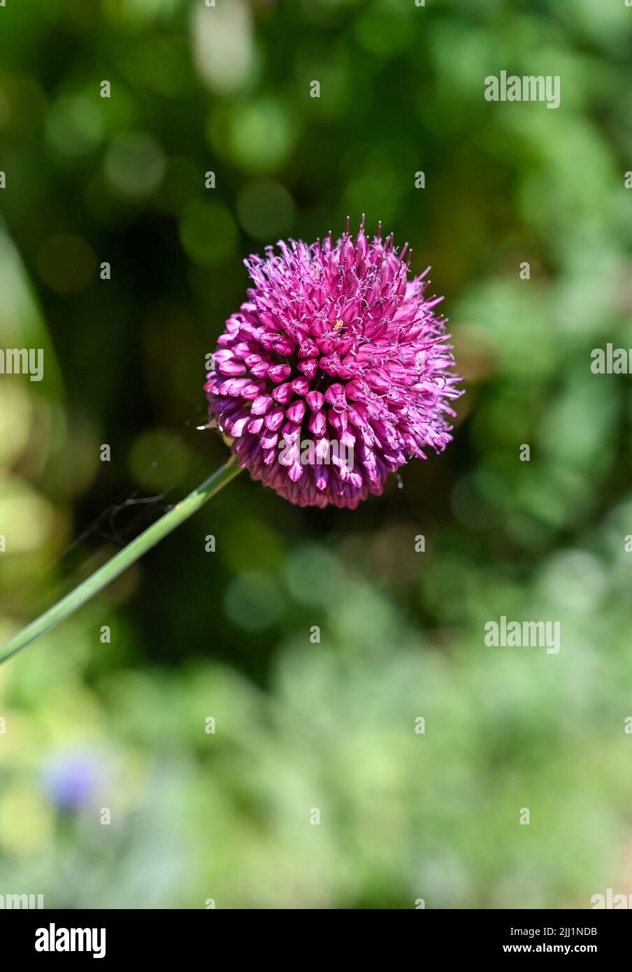 Small purple Allium plant flowering in summer UK - Allium sphaerocephalon also known as the drumstick allium or round-headed leek, is a summer-flower Stock Photo