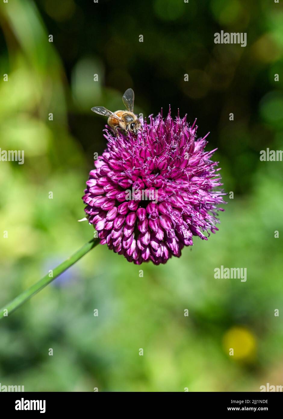 A bee settles on a small purple Allium plant flowering in summer UK - Allium sphaerocephalon, also known as the drumstick allium or round-headed leek Stock Photo