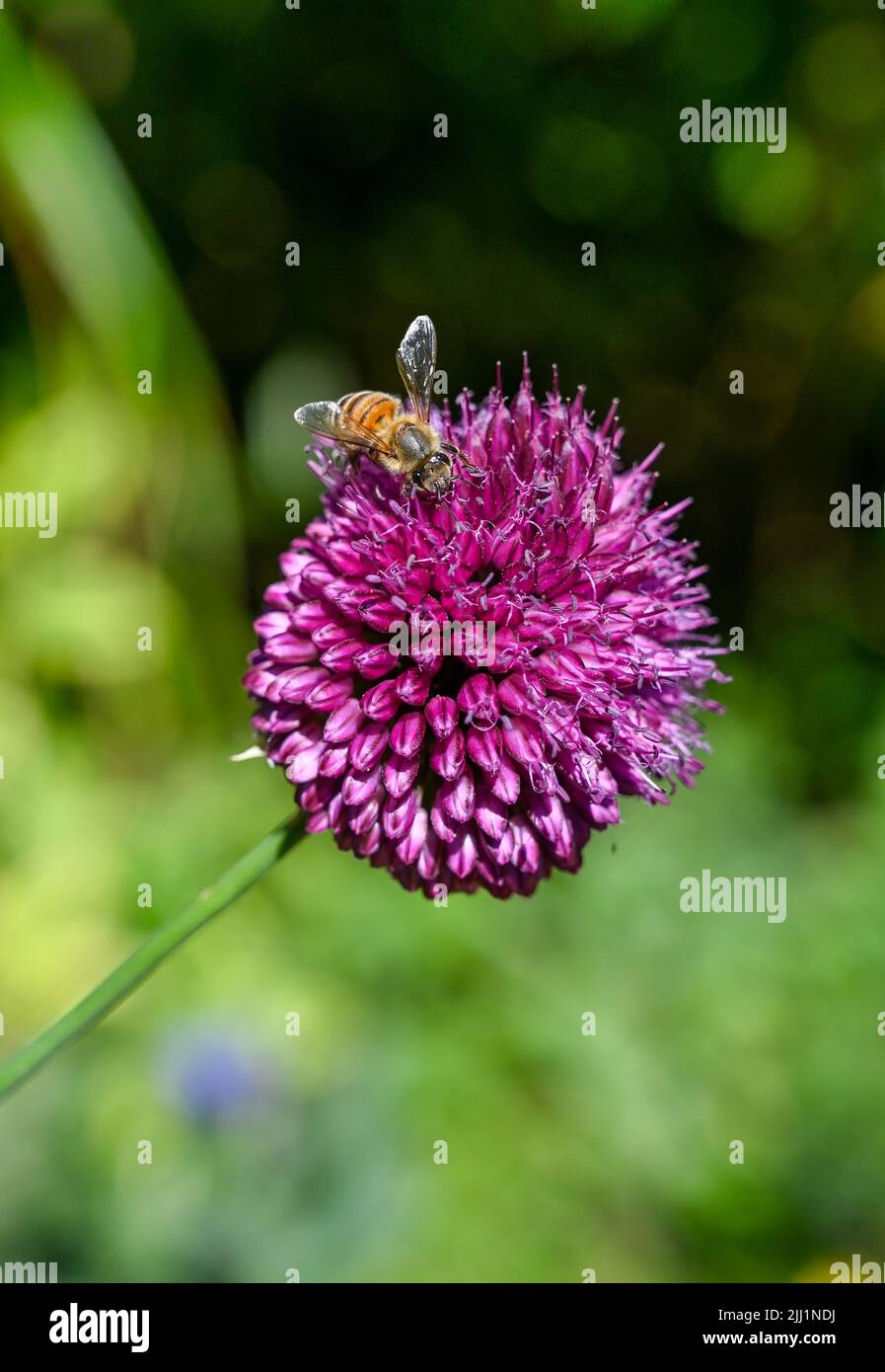 A bee settles on a small purple Allium plant flowering in summer UK - Allium sphaerocephalon, also known as the drumstick allium or round-headed leek Stock Photo
