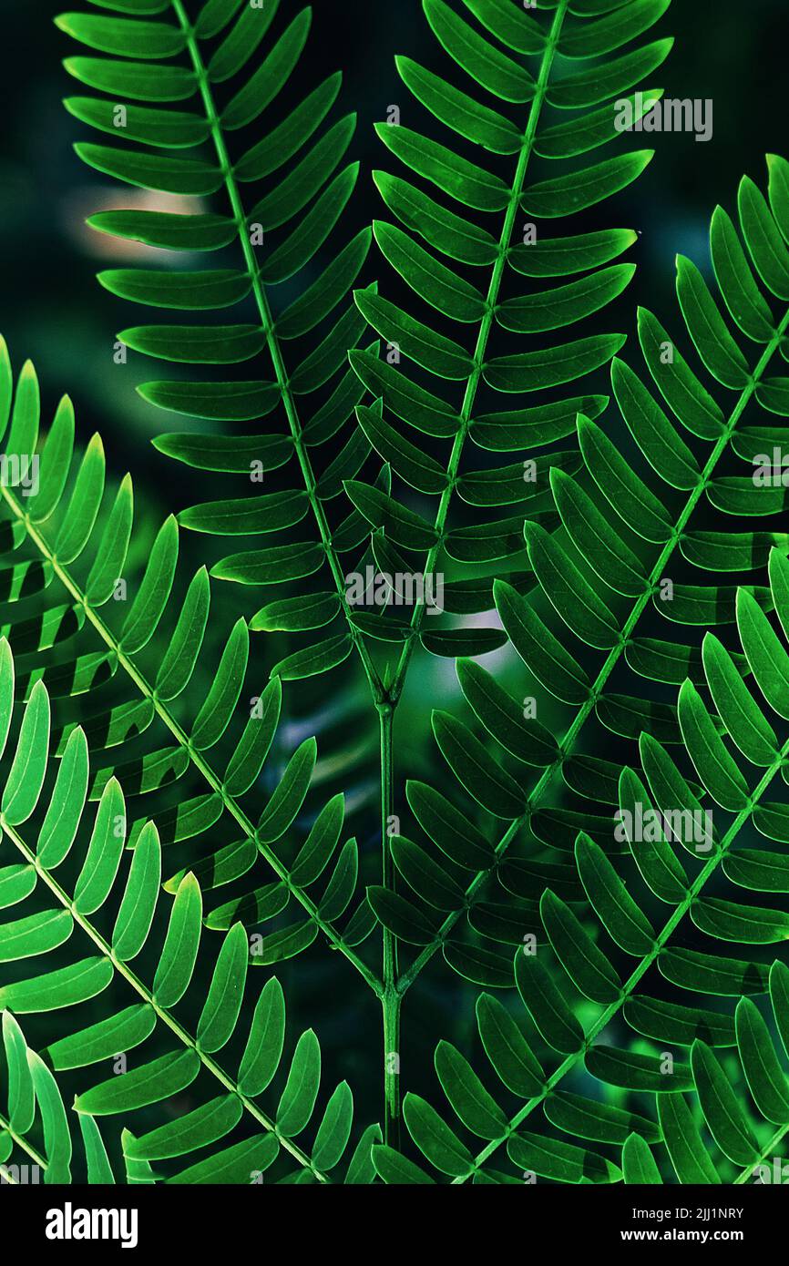 Natural green leaves close-up tropical plant background. Stock Photo