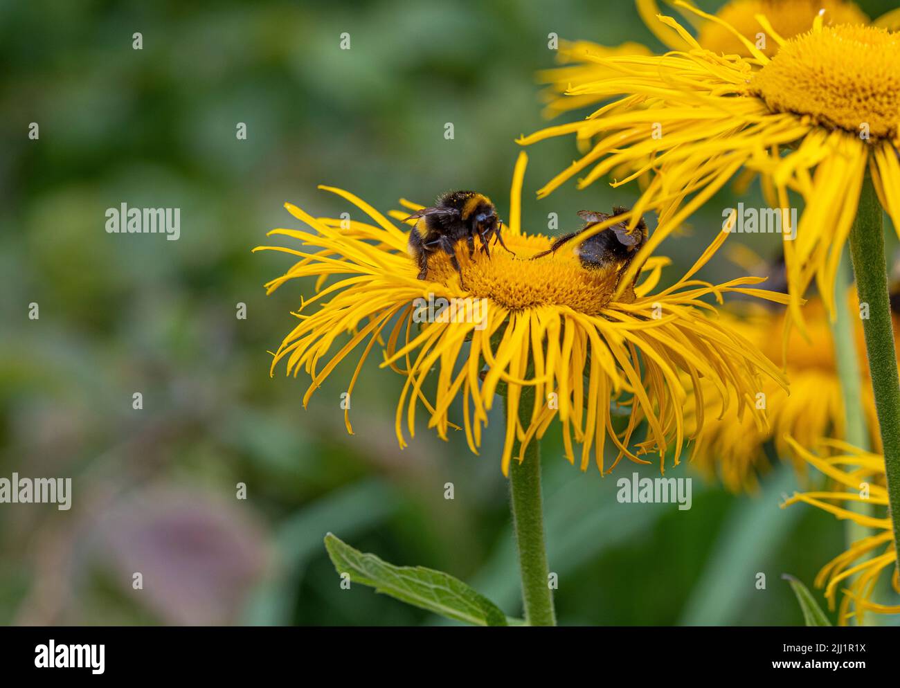 Bees pollinating the shaggy yellow flowers of Inula magnifica growing in a UK garden. Stock Photo