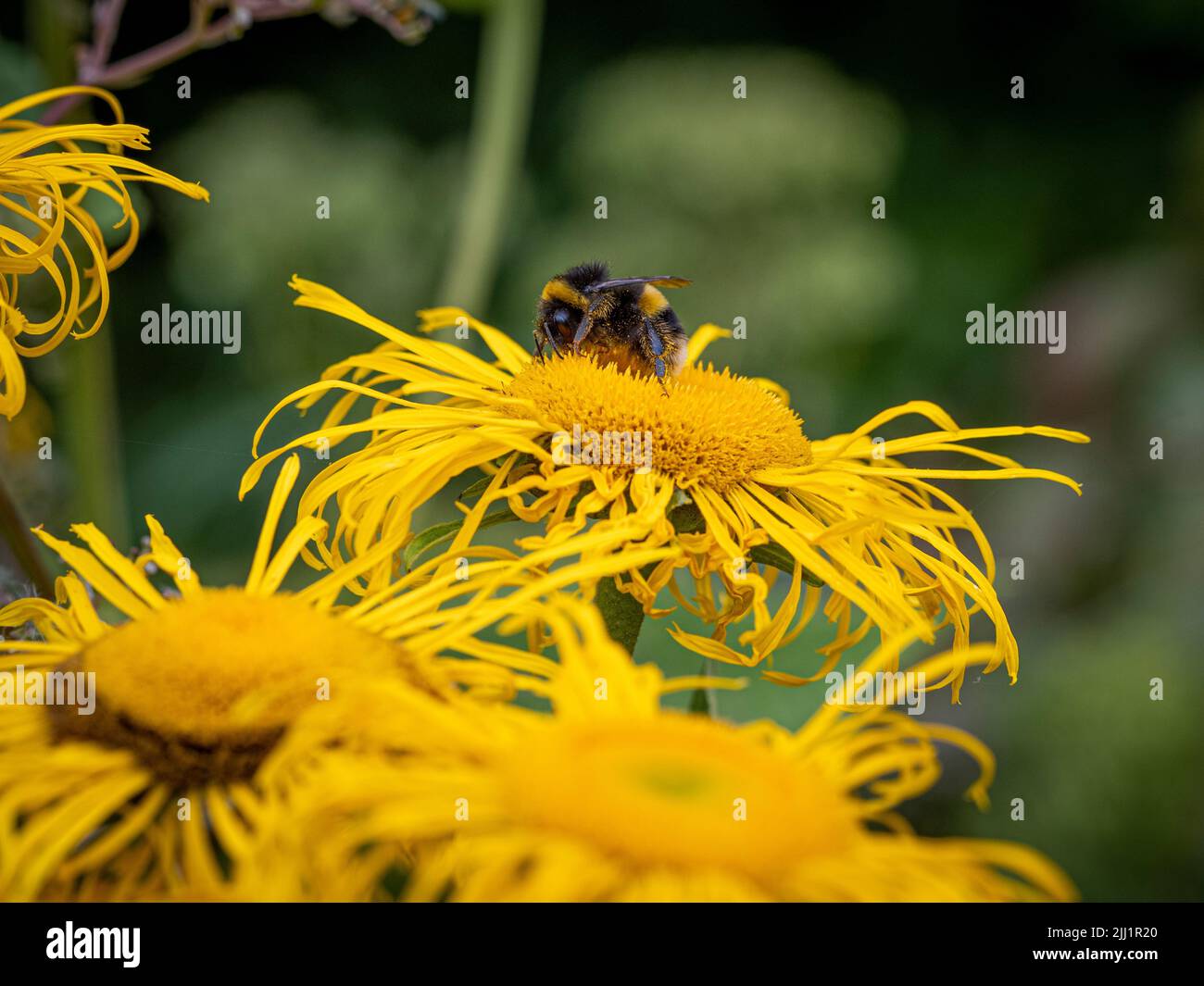 Bee pollinating the shaggy yellow flowers of Inula magnifica growing in a UK garden. Stock Photo