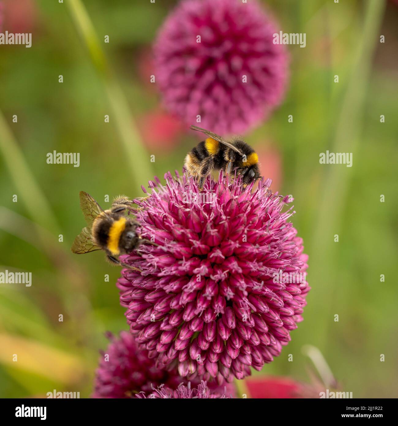 Bees pollinating the magenta coloured flowers of Allium sphaerocephalon. Stock Photo