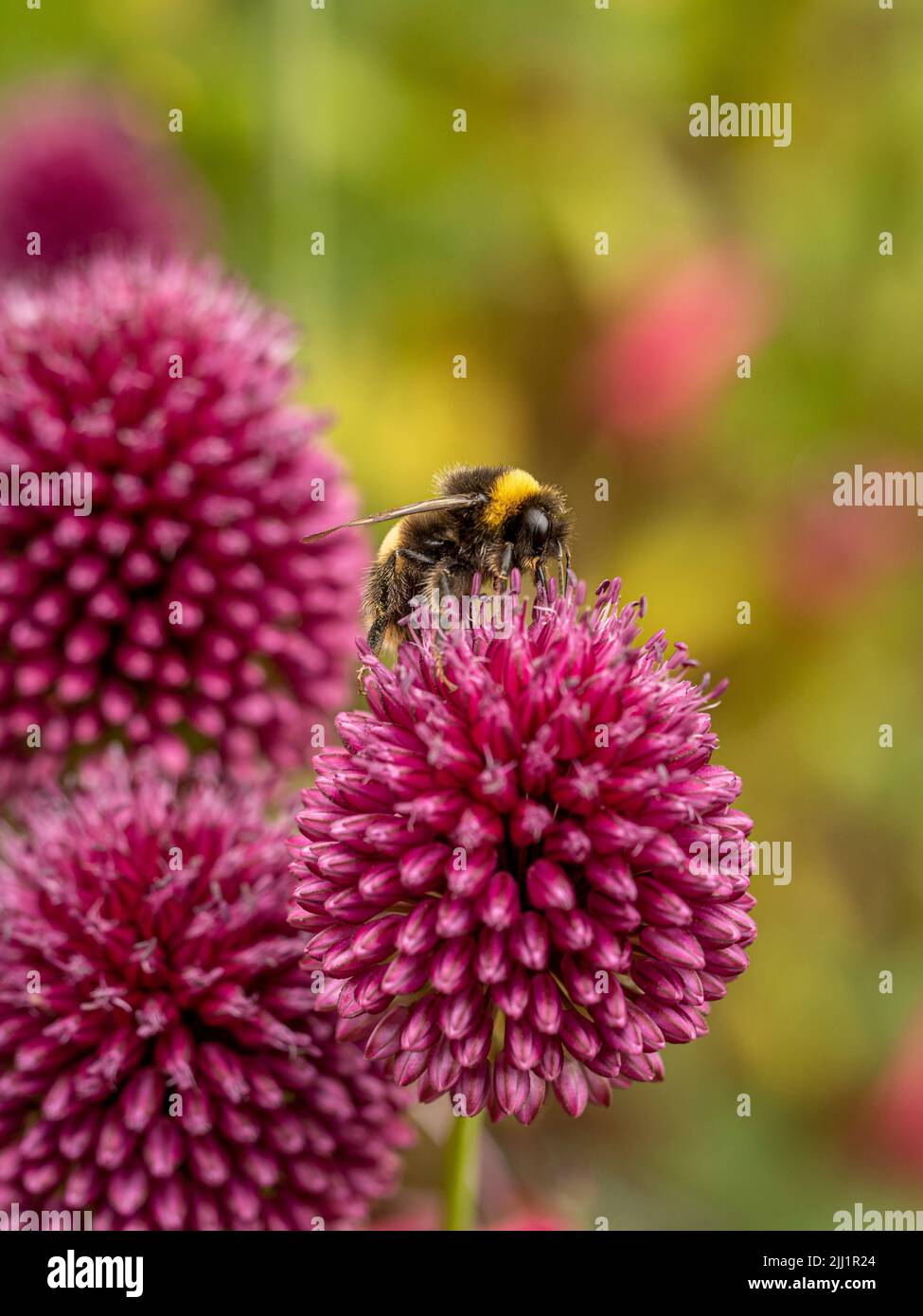 Bee pollinating the magenta coloured flowers of Allium sphaerocephalon. Stock Photo