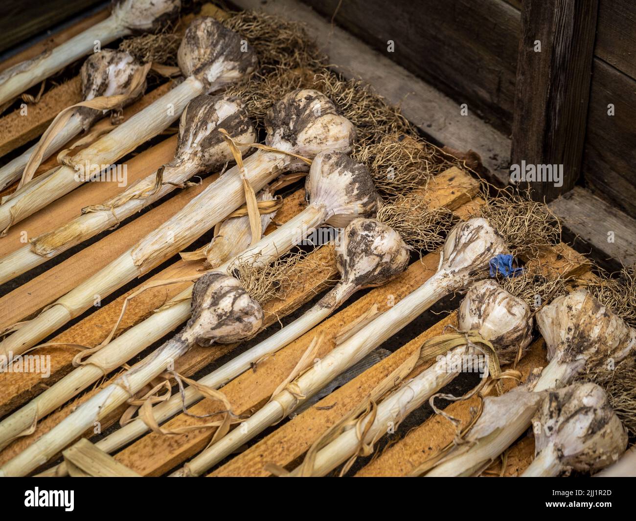 Harvested garlic bulbs drying on a wooden slatted bench. Stock Photo