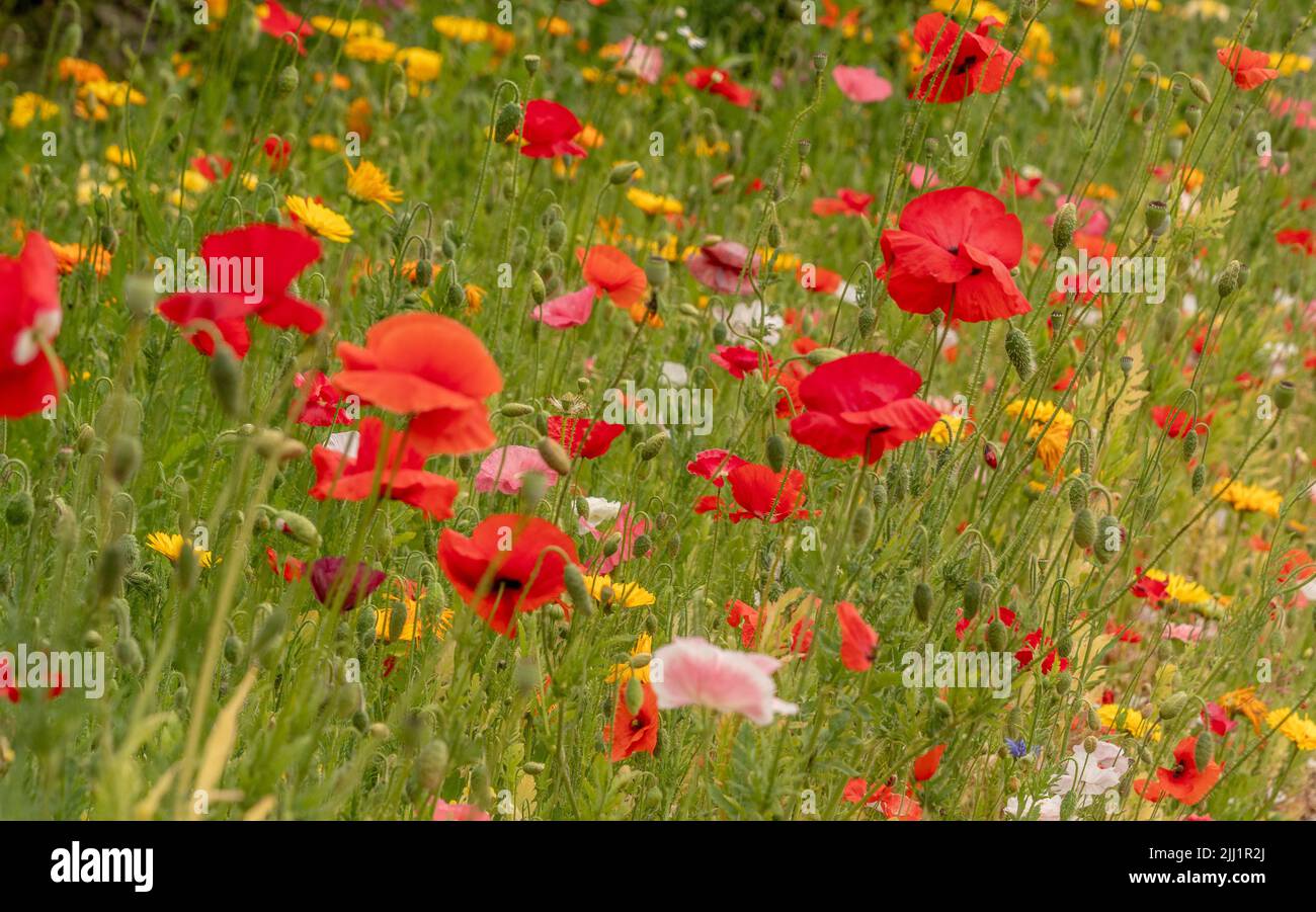 Poppy filled summer meadow. Stock Photo