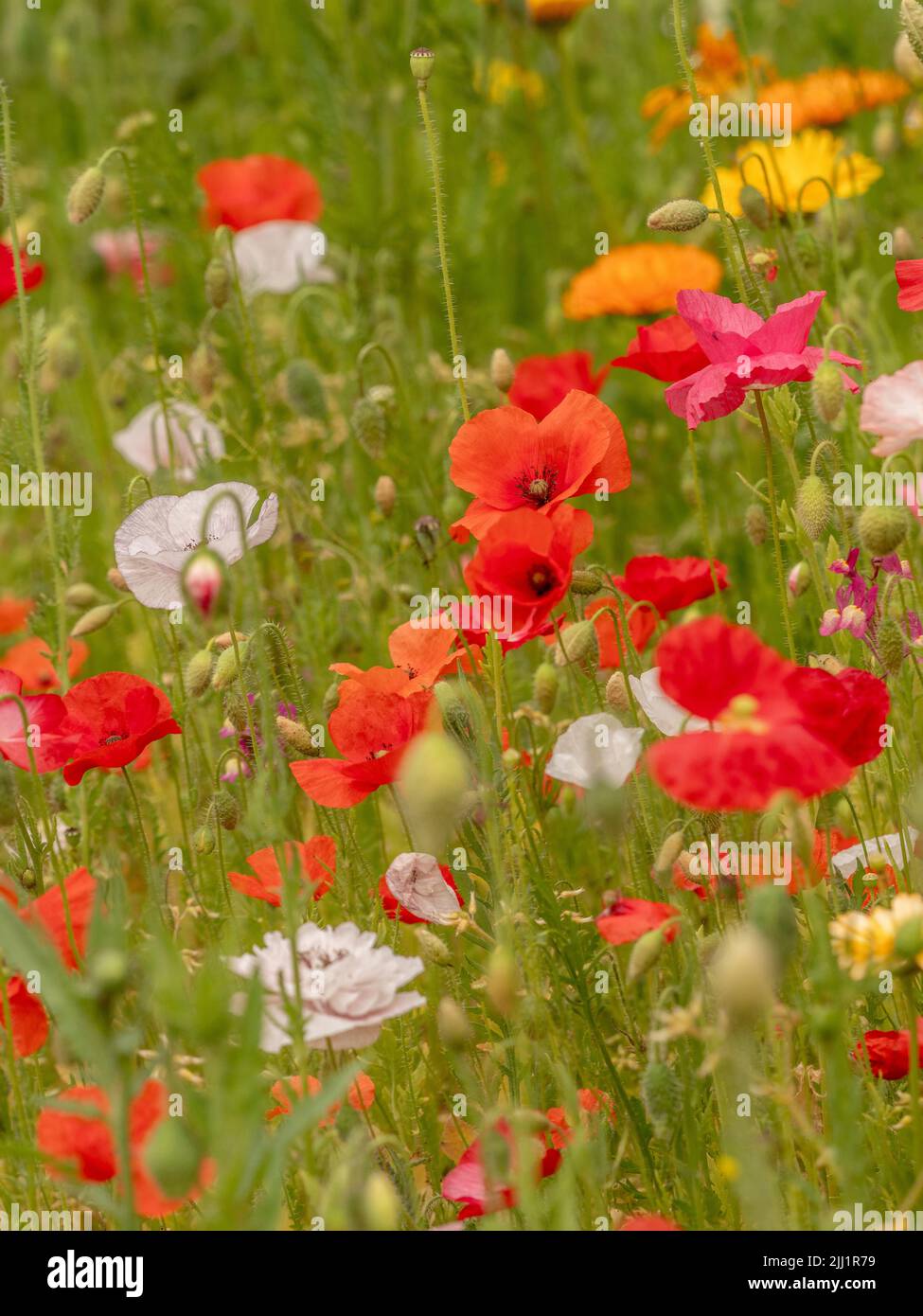 Poppy filled summer meadow. Stock Photo