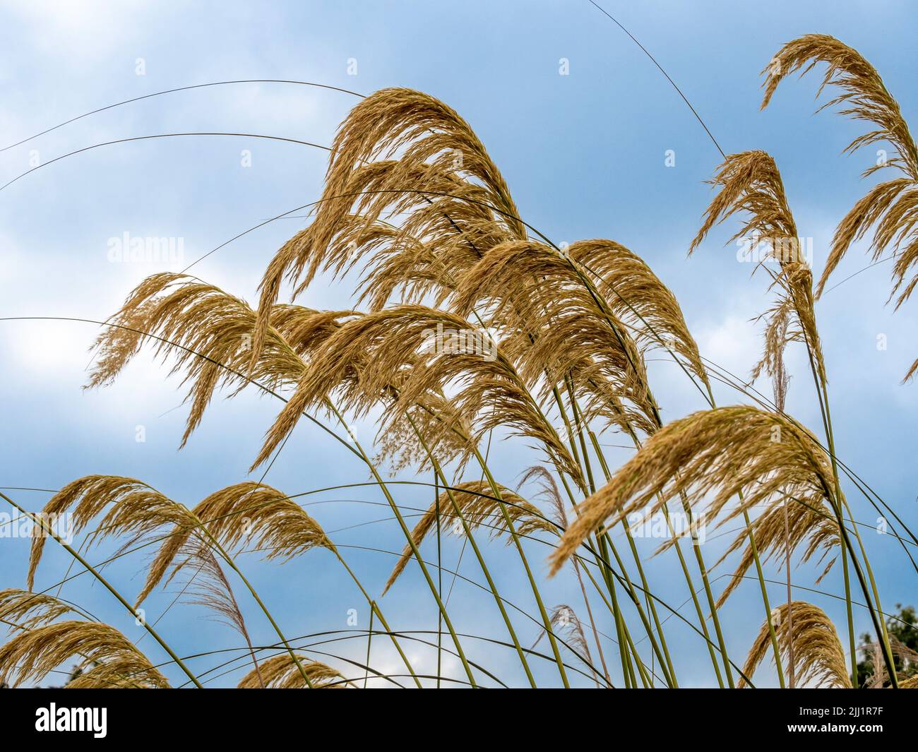 The tall seed heads Cortaderia selloana commonly know as Pampas grass seen against a blue sky Stock Photo