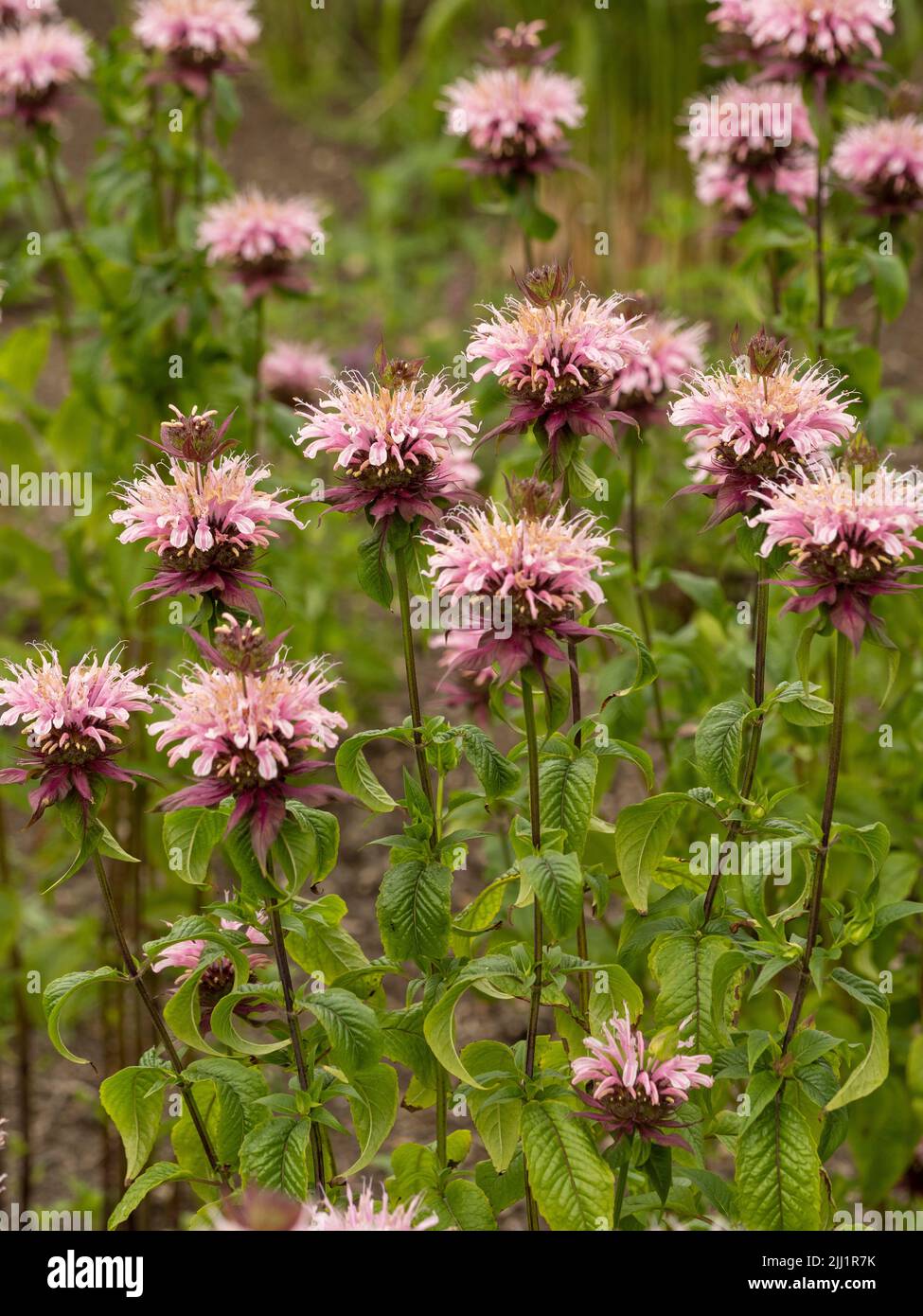 The pale pink flowers of Monarda 'Beauty of Cobham' also know a Bergamot. Stock Photo