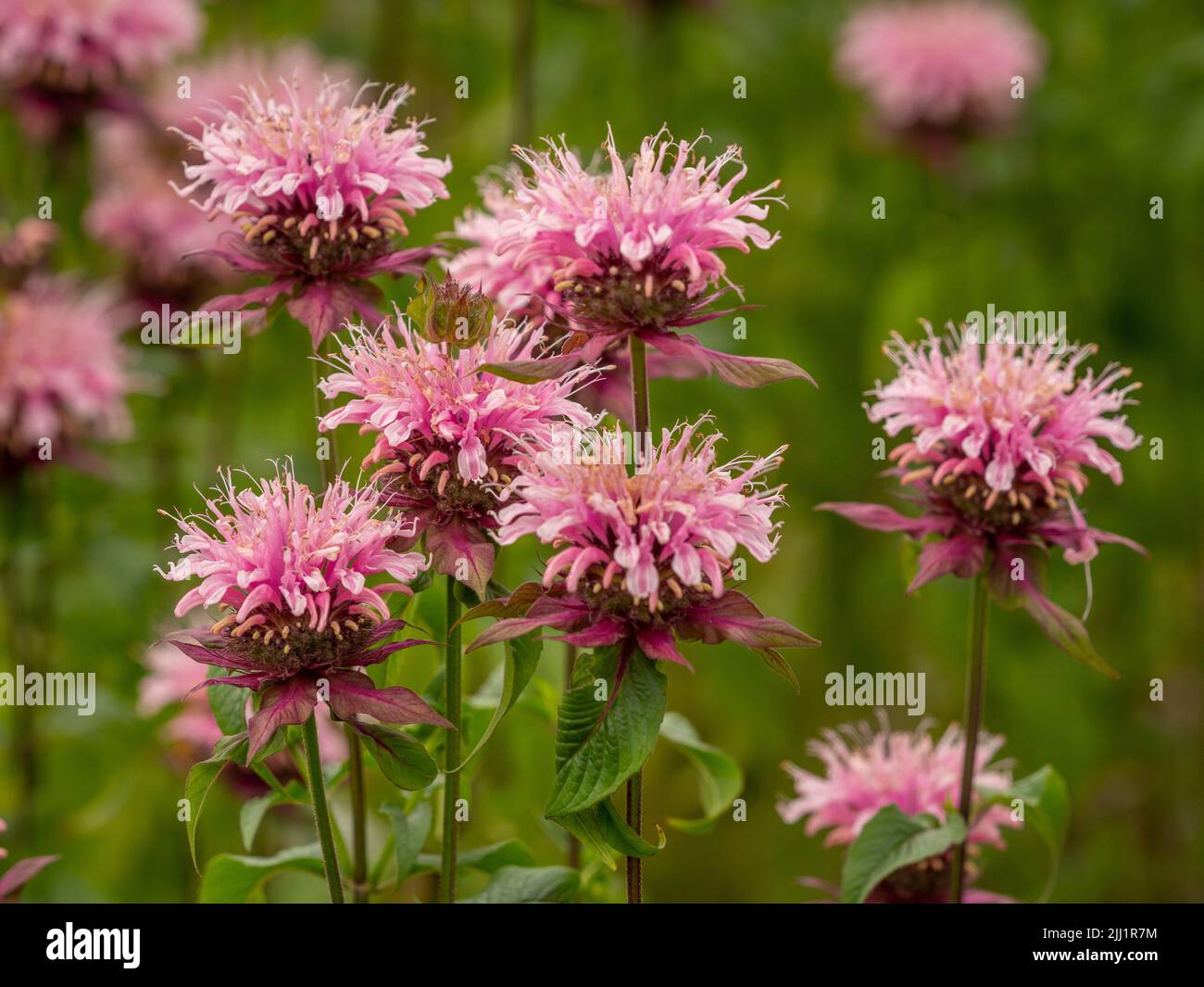 The pale pink flowers of Monarda 'Beauty of Cobham' also know a Bergamot. Stock Photo