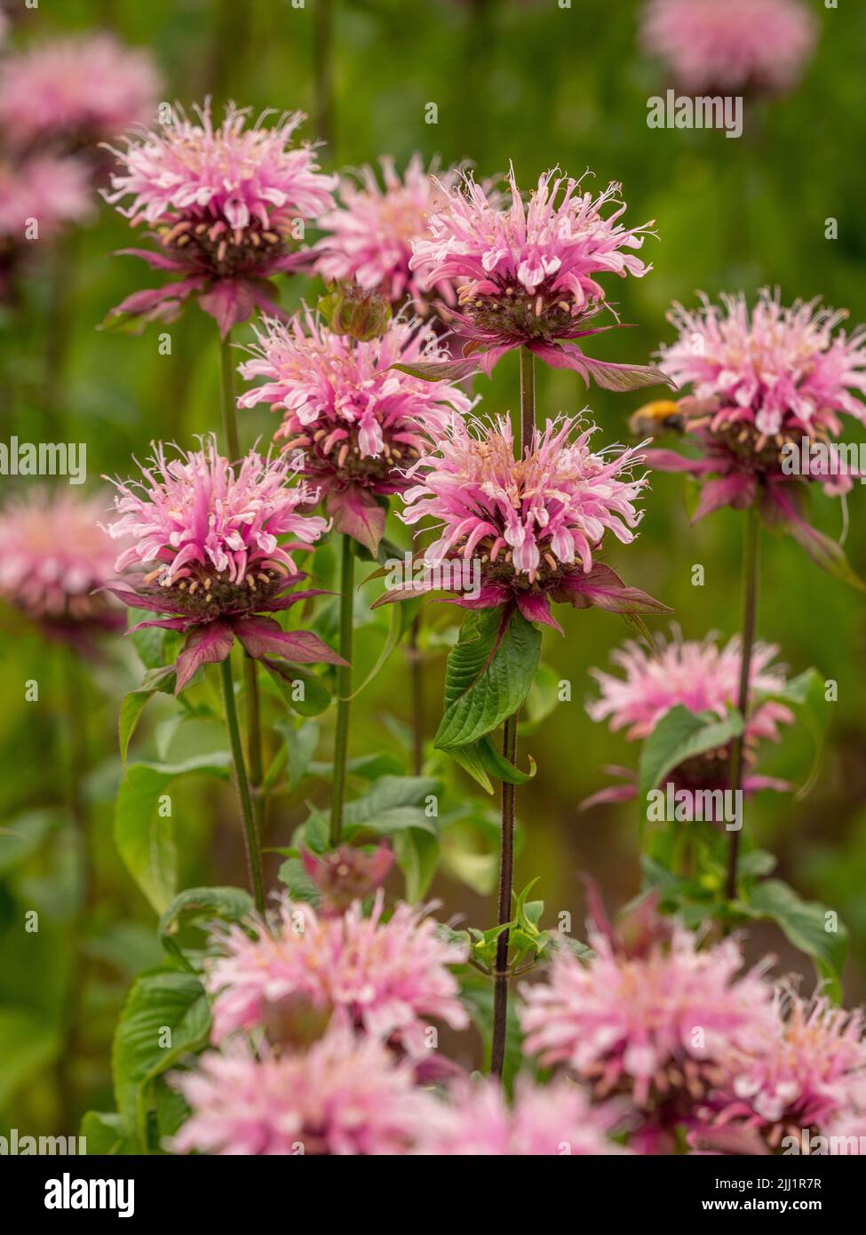 The pale pink flowers of Monarda 'Beauty of Cobham' also know a Bergamot. Stock Photo