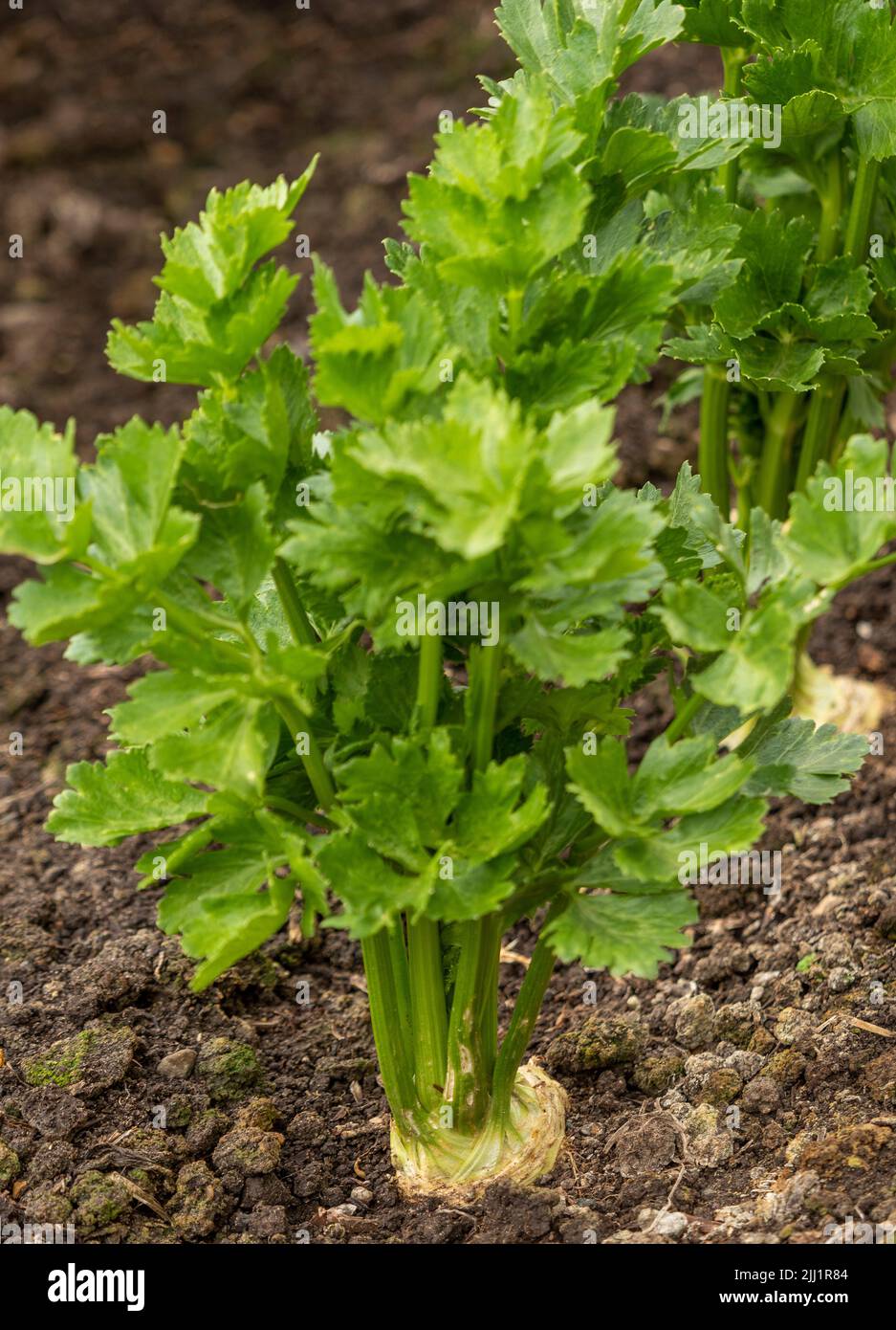 Celeriac, variety Prinz growing in a UK garden. Stock Photo