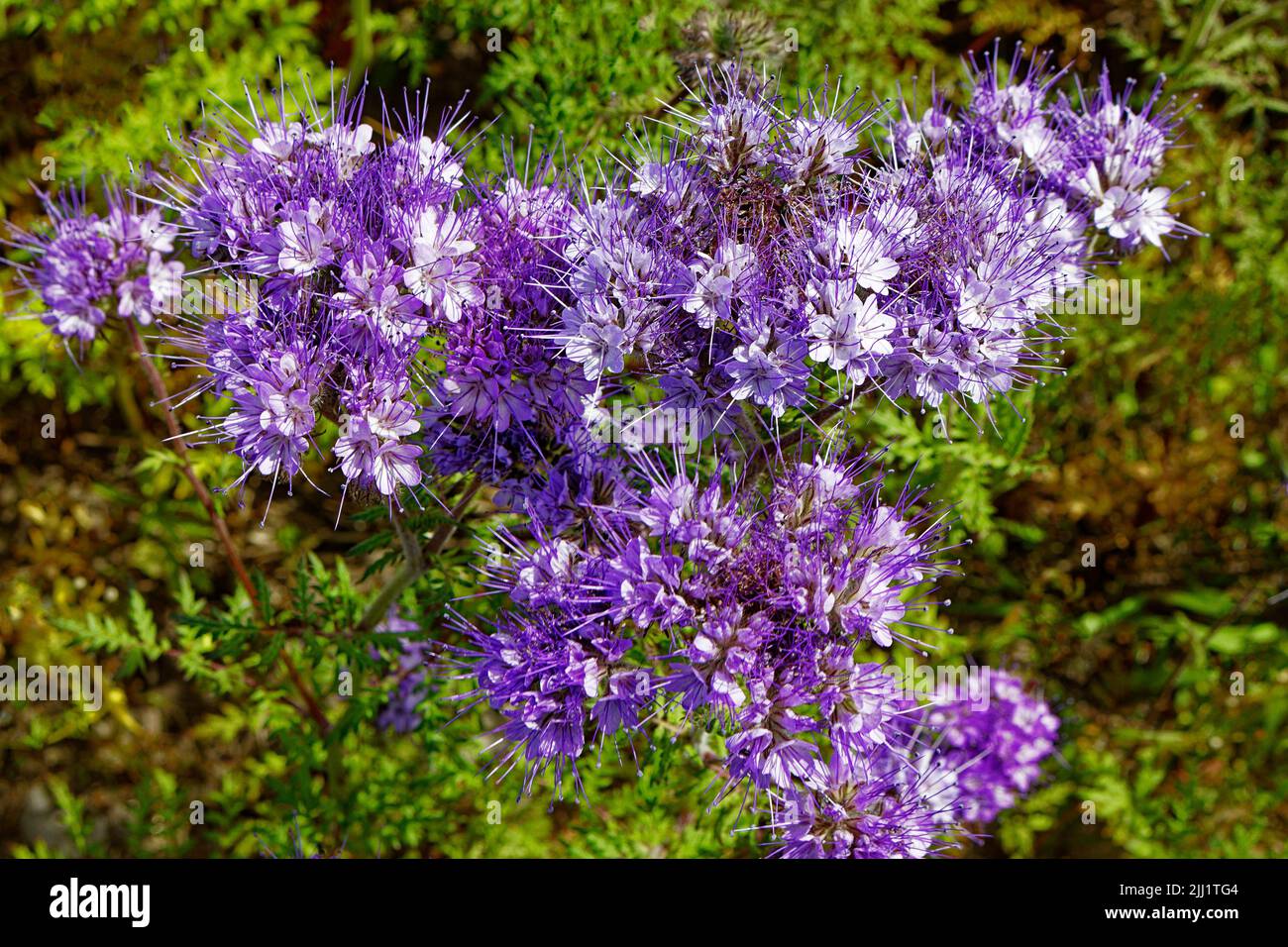 BLUE LACY PHACELIA OR PURPLE TANSY PLANTS AND FLOWERS Phacelia tanacetifolia IN SUMMER Stock Photo